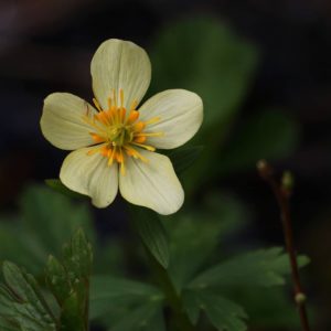 Trollius laxus ssp. laxus