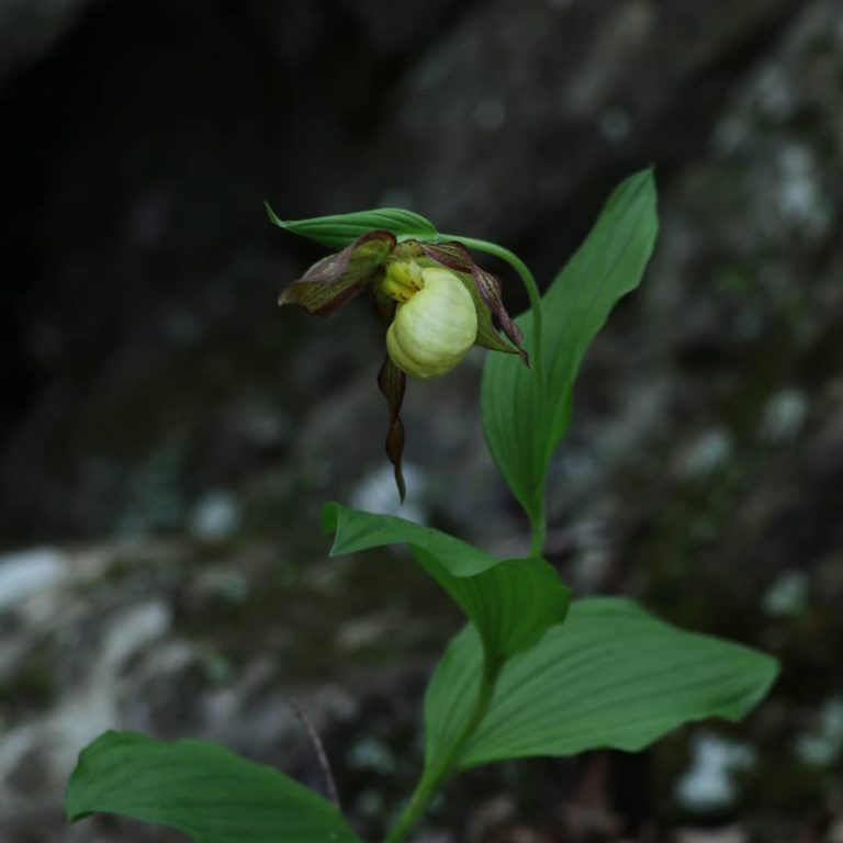 Cypripedium pubescens