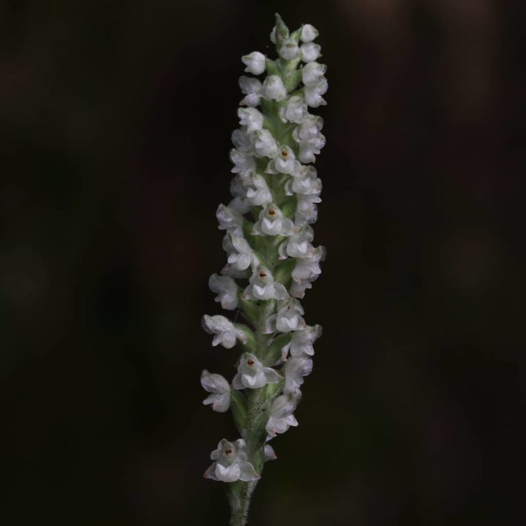 Goodyera pubescens