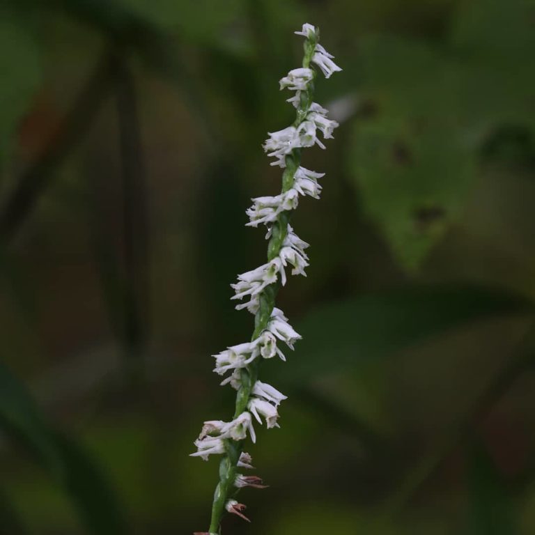 Spiranthes lacera var. gracilis