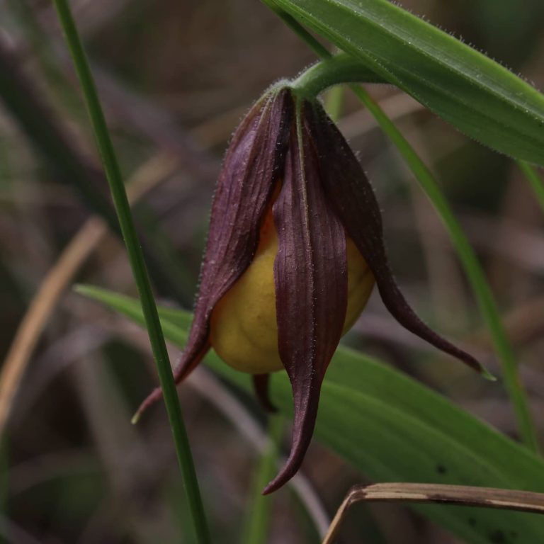 Cypripedium parviflorum var. makasin