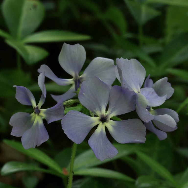 Phlox divaricata