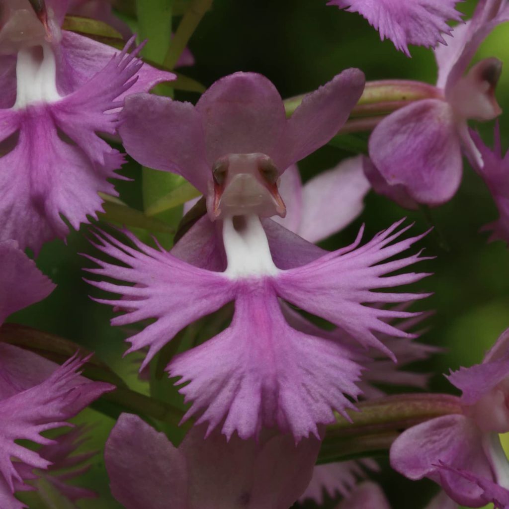 Platanthera grandiflora