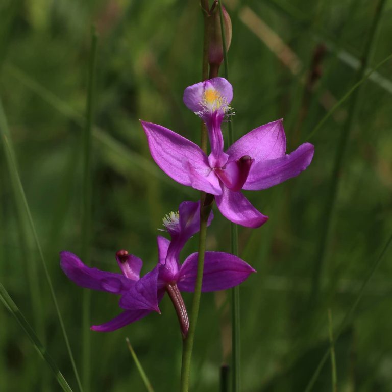 Calopogon tuberosus