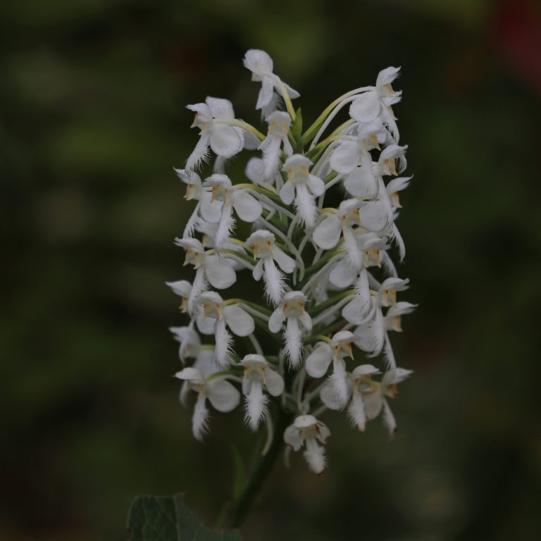 Platanthera blephariglottis