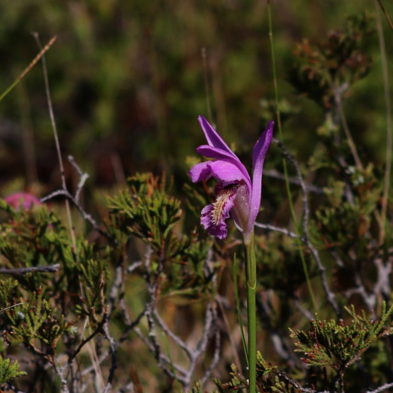 Arethusa bulbosa