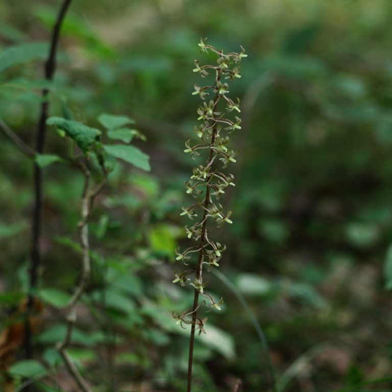 Tipularia discolor