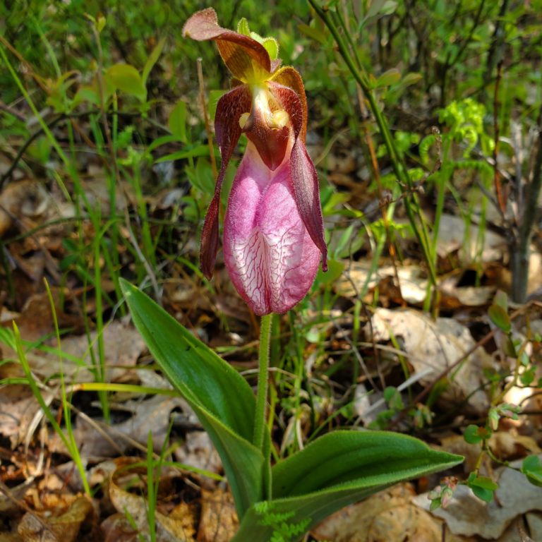 Cypripedium acaule