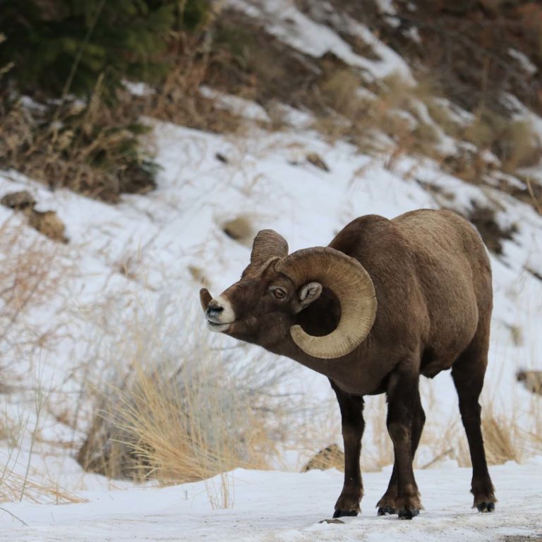 Bighorn Sheep