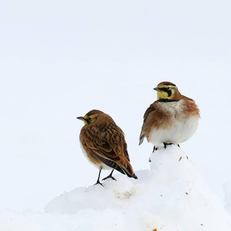 Horned Larks