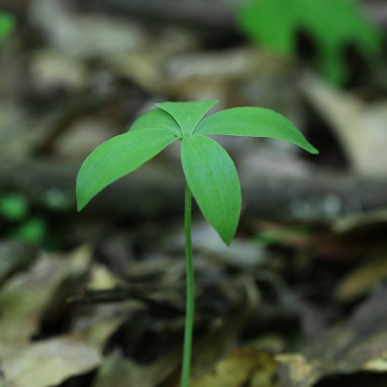 Isotria medeoloides