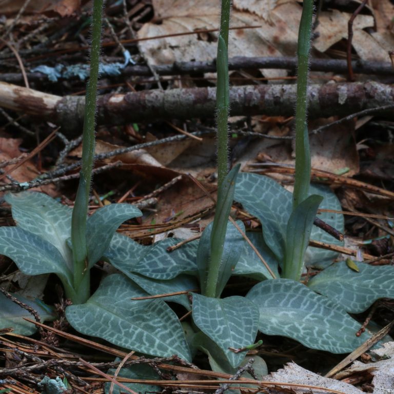 Goodyera tesselata