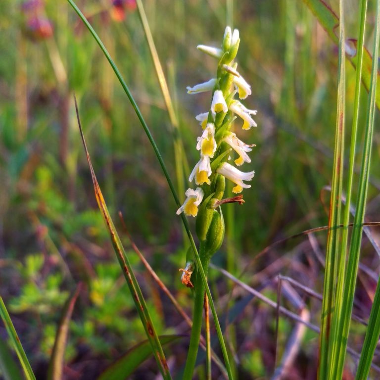 Spiranthes lucida