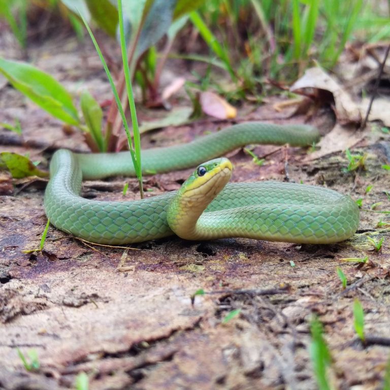 Smooth Green Snake