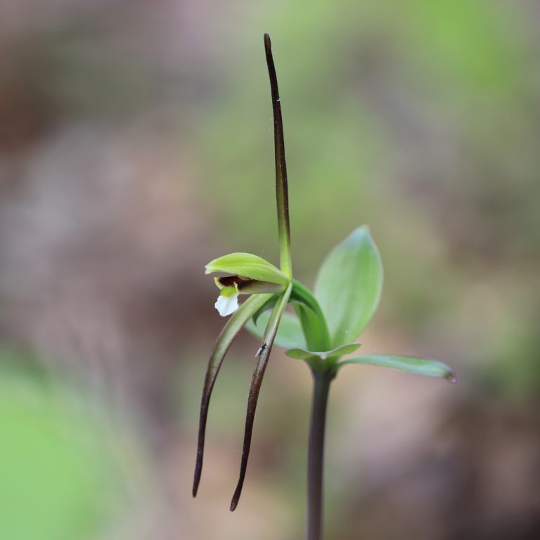 Isotria verticillata