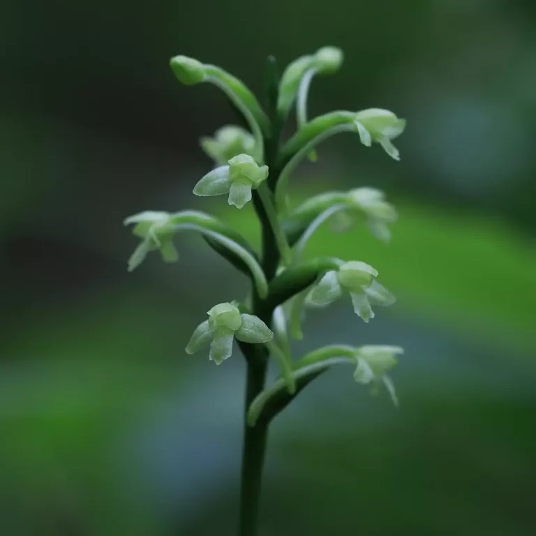 Platanthera clavellata