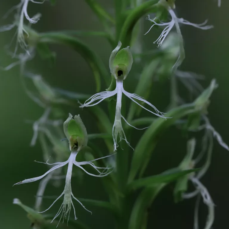 Platanthera lacera