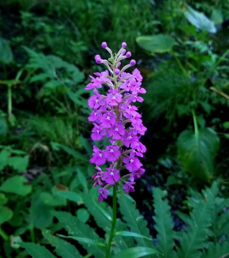 Platanthera psycodes