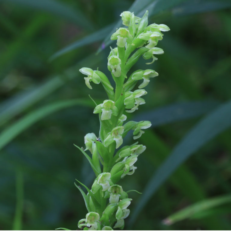 Platanthera flava