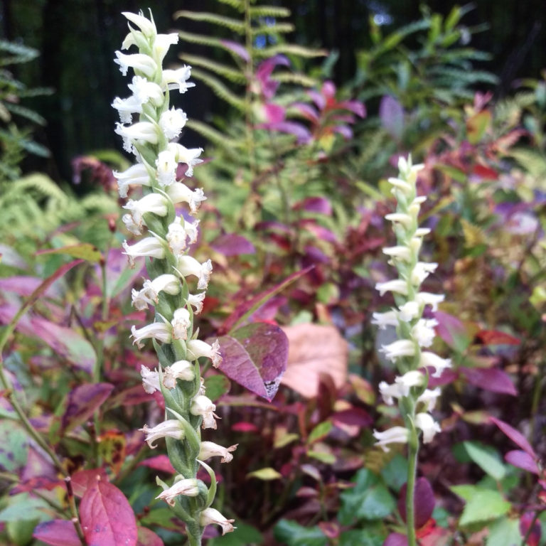 Spiranthes cernua