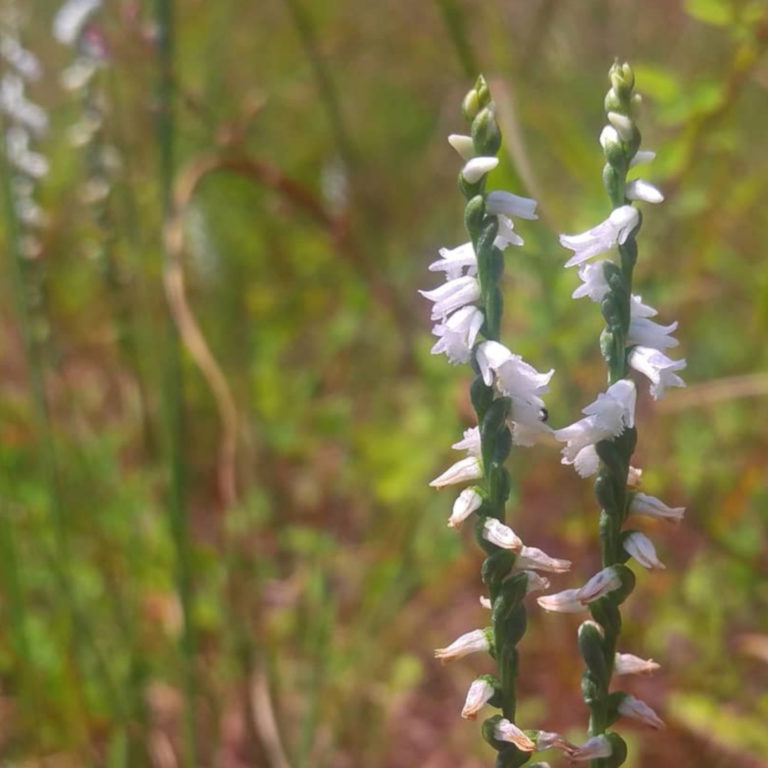 Spiranthes tuberosa