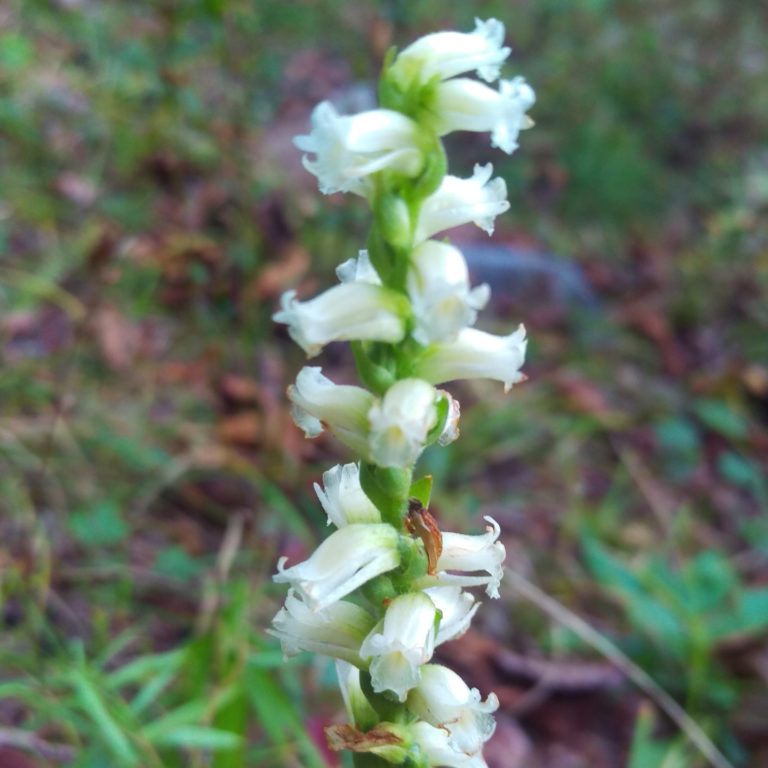 Spiranthes orchroleuca