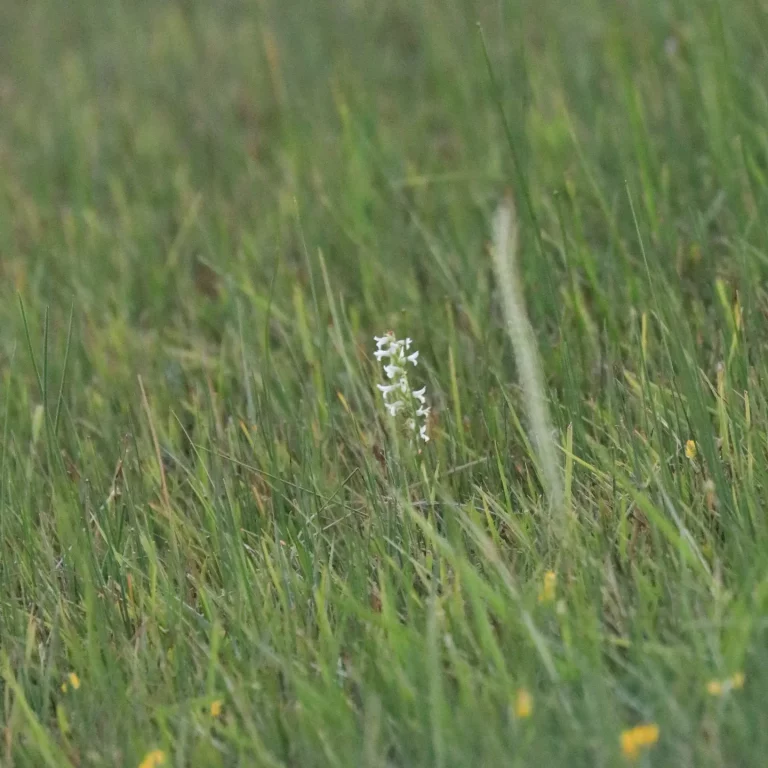 Spiranthes diluvialis