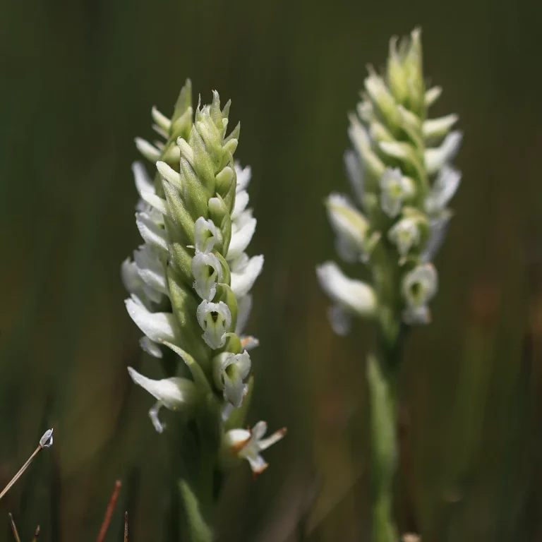 Spiranthes romanzoffiana