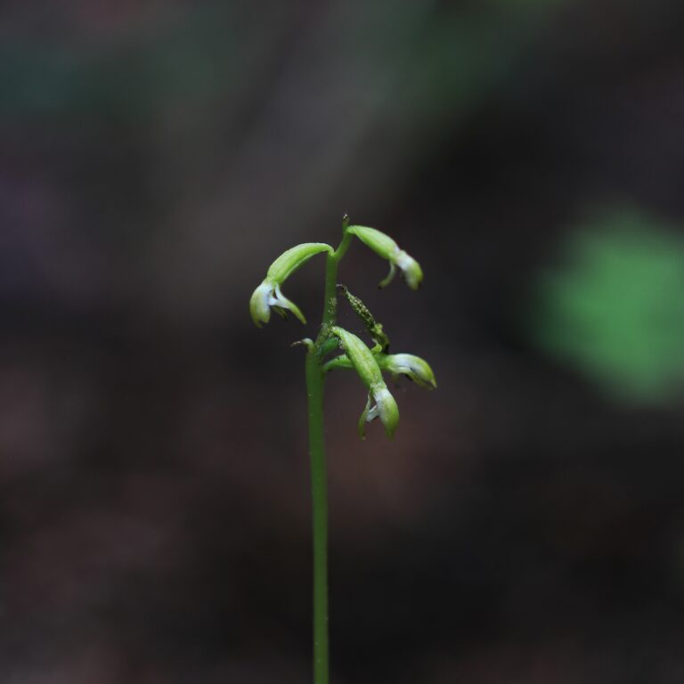 Corallorhiza trifida