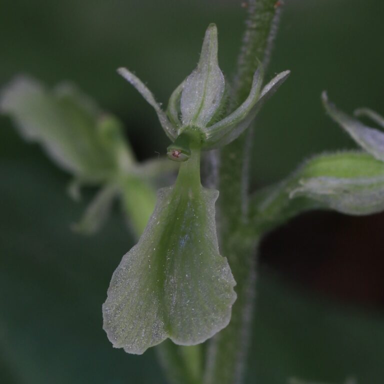 Neottia convallarioides