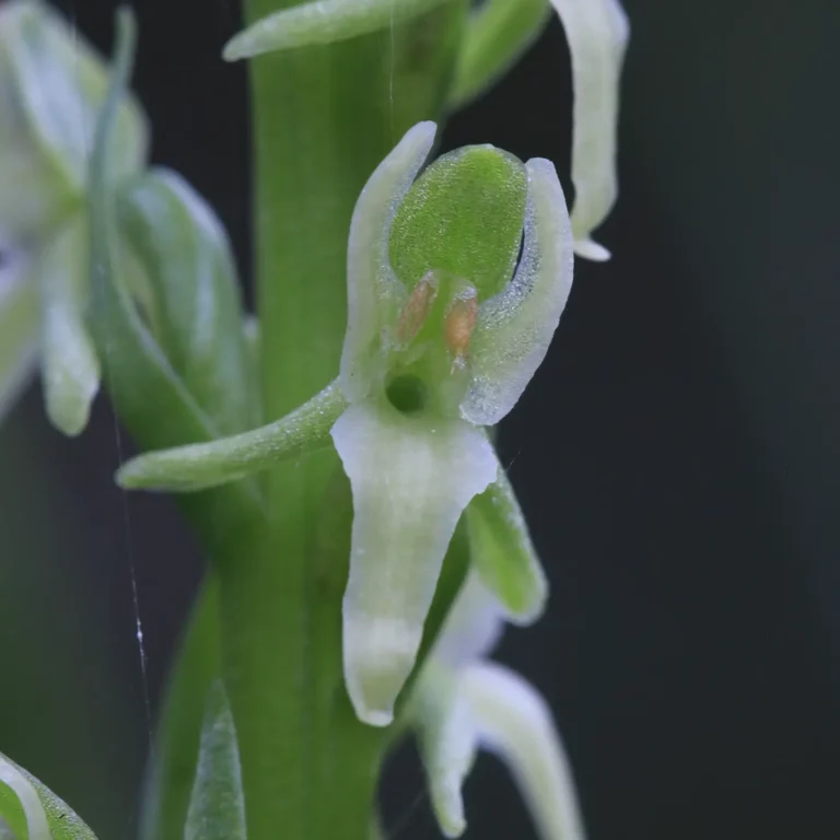 Platanthera huronensis