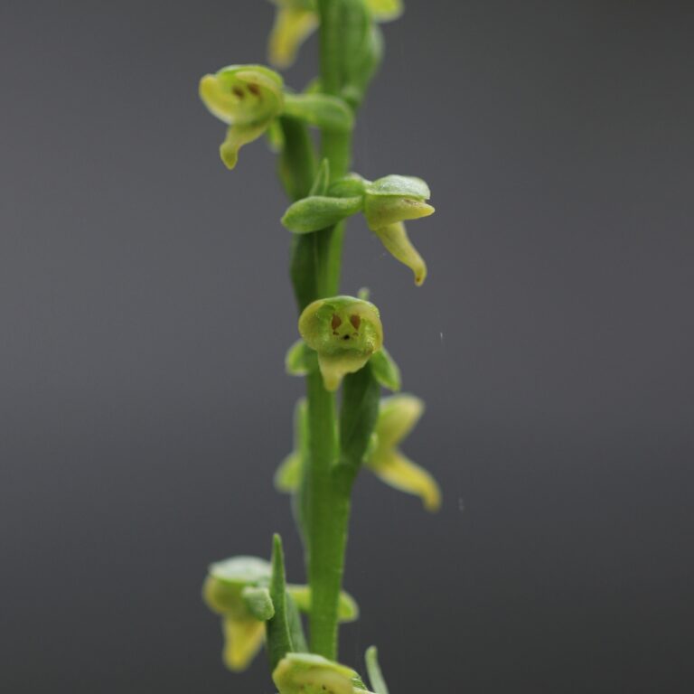 Platanthera purpurascens